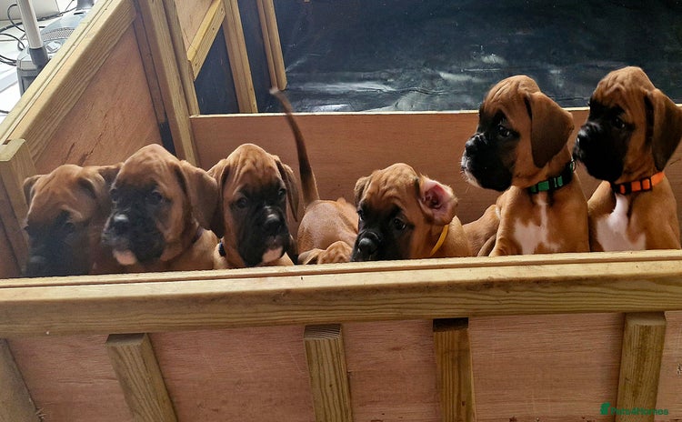 Boxer dogs - Advert 3
