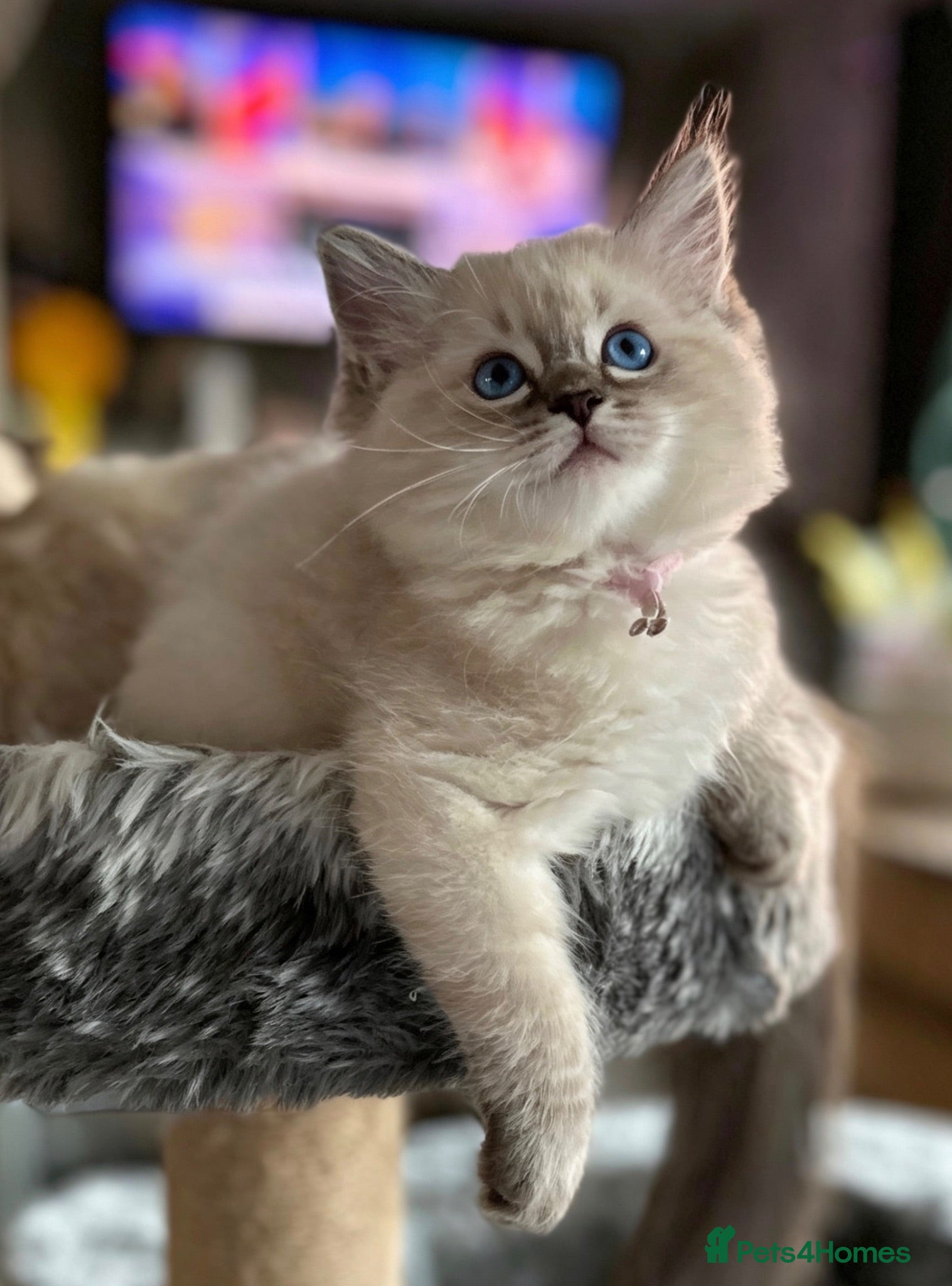 Ragdoll cats Seal Tabby colourpoint ( last one )  - Advert 6