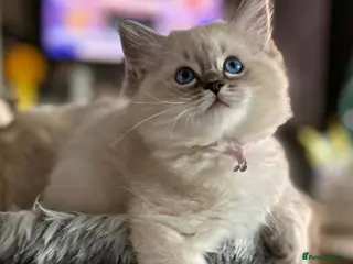 Ragdoll cats Seal Tabby colourpoint ( last one ) - Advert 6