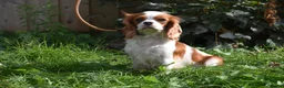 Cavapoo dogs for sale: Toy F1 Cavapoo Puppies Fully Dna Clear. - Advert 23