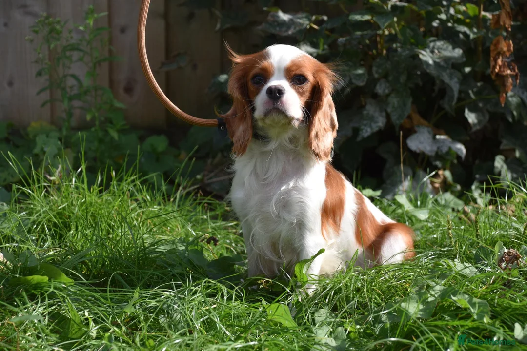 Cavapoo dogs for sale: Toy F1 Cavapoo Puppies Fully Dna Clear. - Advert 23