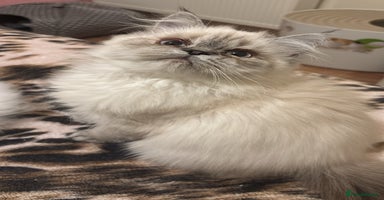 Persian cats - Advert 13