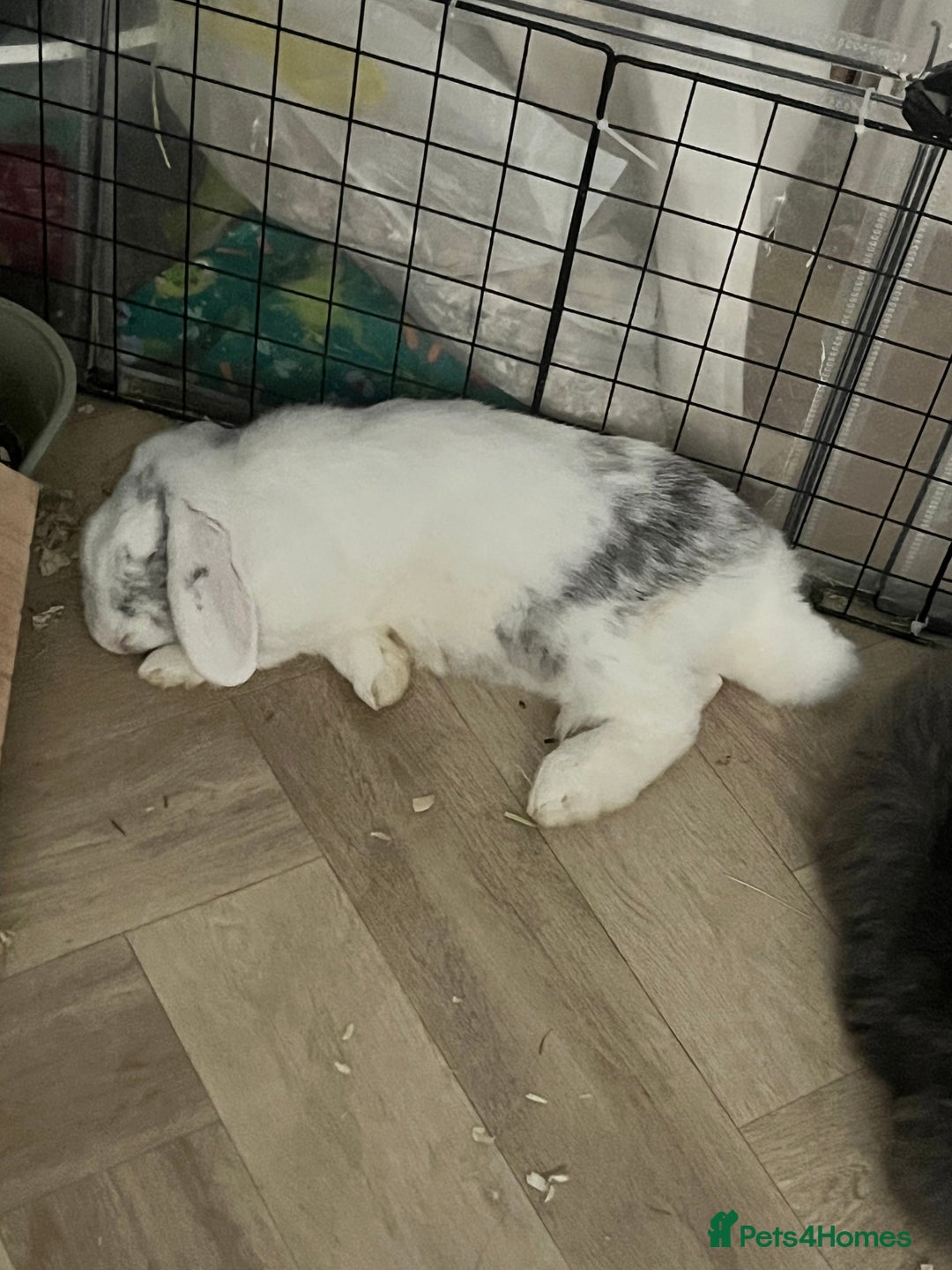 Mini Lop rabbits for sale: Rabbit pair for rehoming - Advert 4