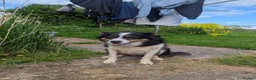 Border Collie dogs for sale: Four Male Border Collie Puppies in Abergavenny - Advert 6