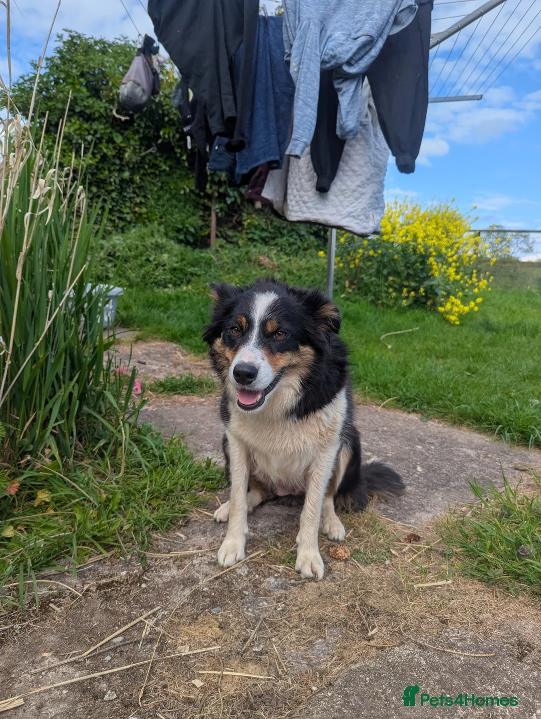 Border Collie dogs for sale: Four Male Border Collie Puppies in Abergavenny - Advert 6