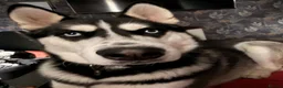 Siberian Husky dogs for sale: Siberian Husky Puppies  in Dunfermline - Advert 7