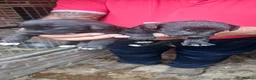 Whippet dogs for sale: Whippet bettinton first cross in Barnsley - Advert 3