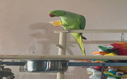 Ringnecks birds for sale: Ring neck around 2 years - Image 1