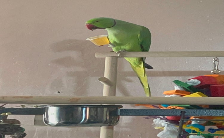 Ringnecks birds - Advert 1