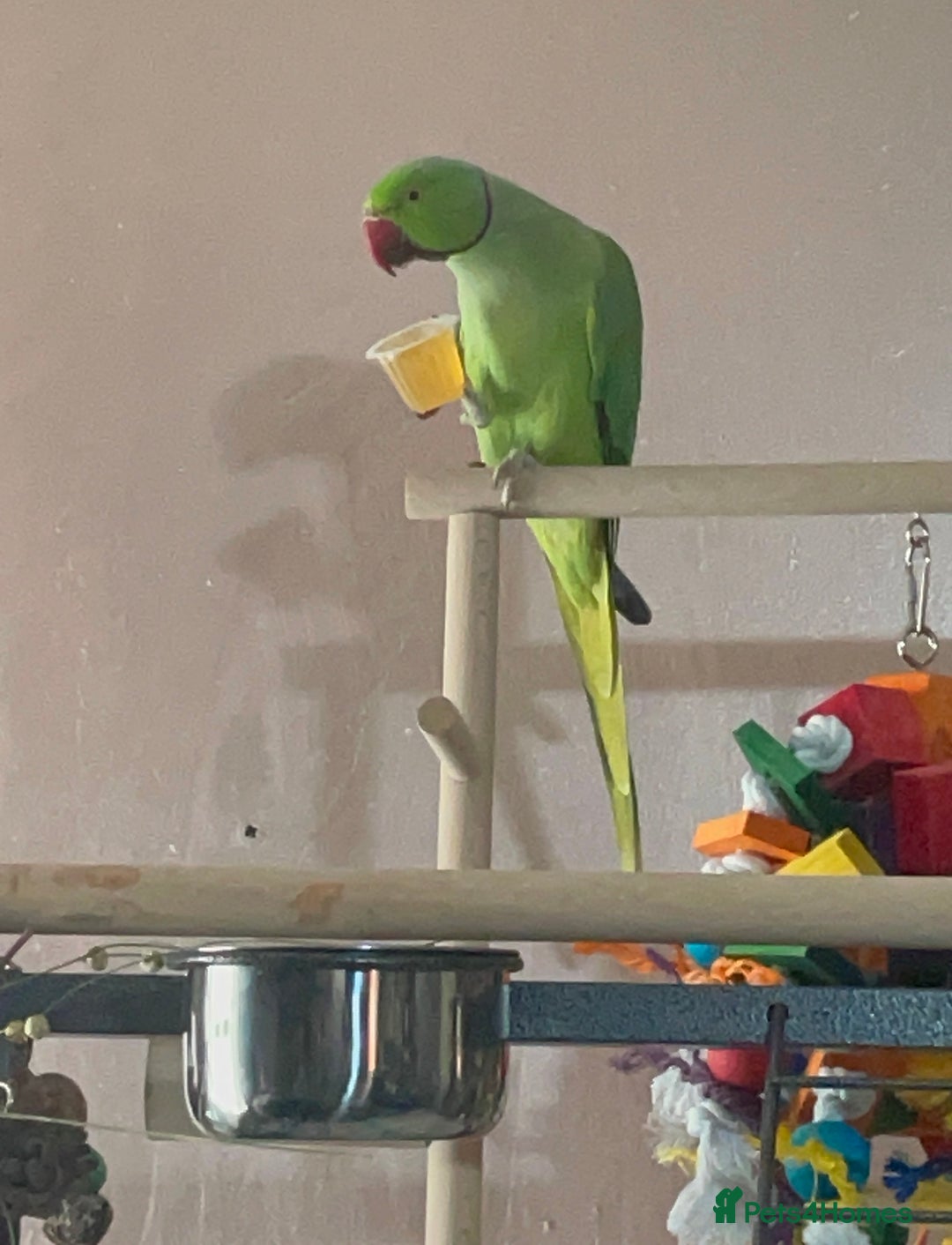 Ringnecks birds for sale: Ring neck around 2 years - Image 1