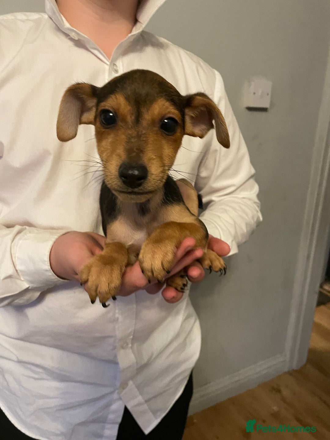 Jack Russell dogs for sale: Jack Russel puppy’s Ready to leave  - Advert 5