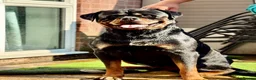 Rottweiler dogs for stud: PUREBREAD ROTTWEILER MALE FOR STUD !! - Advert 3