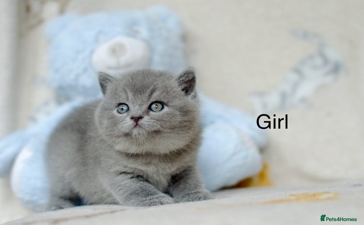 British Shorthair cats - Advert 12