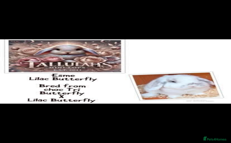 Mini Lion Lop rabbits - Advert 1