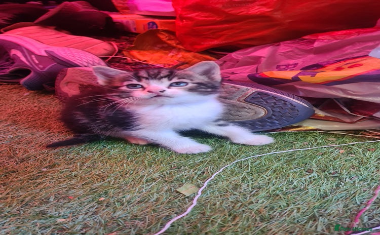 Persian cats - Advert 2