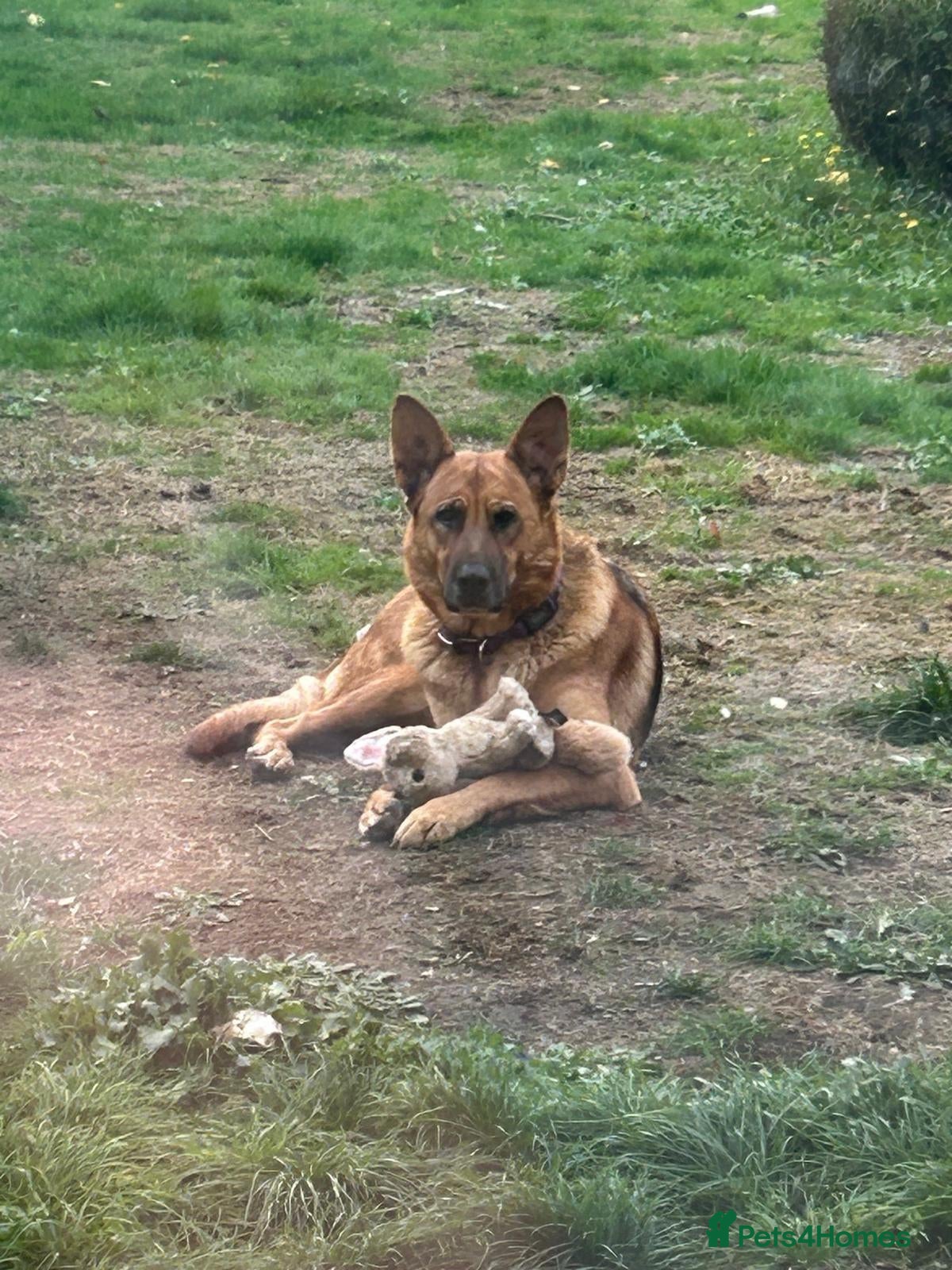 German Shepherd dogs 🐾 Exceptional German Shepherd Litter Expected  - Advert 2