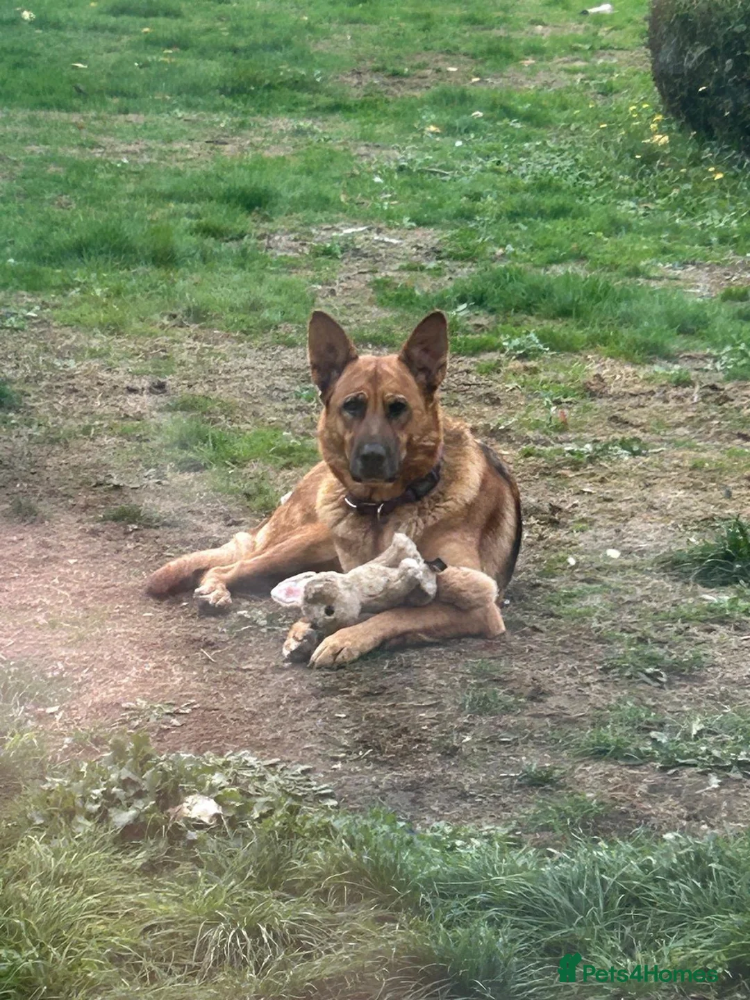 German Shepherd dogs for sale: 🐾 Exceptional German Shepherd Litter Expected  in Stansted - Advert 2
