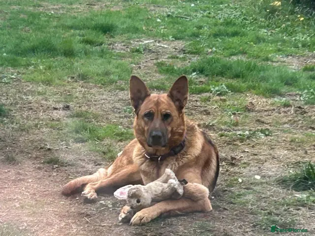 German Shepherd dogs for sale: 🐾 Exceptional German Shepherd Litter Expected - Advert 2