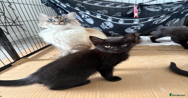 Ragdoll cats - Advert 4