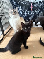 Ragdoll cats - Advert 11