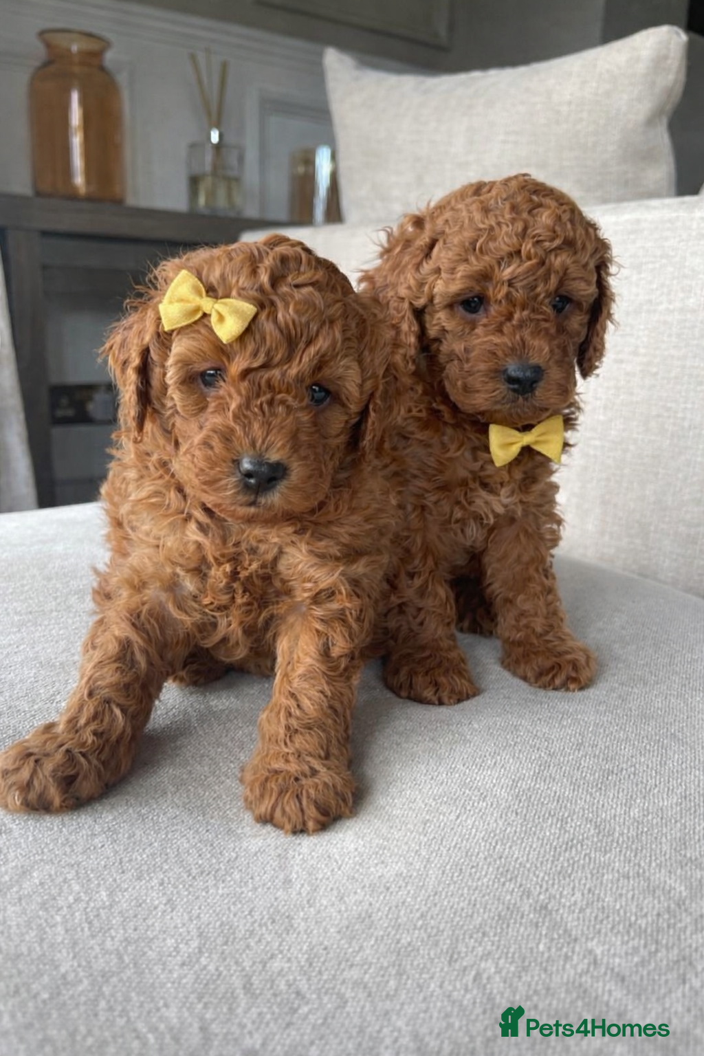 Cavapoo dogs Cavapoo Puppies Two Boys Available  - Advert 7