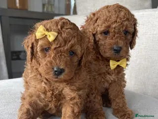 Cavapoo dogs Cavapoo Puppies Two Boys Available - Advert 7