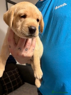 Labrador Retriever dogs LABRADOR PUPPIES - Advert 2