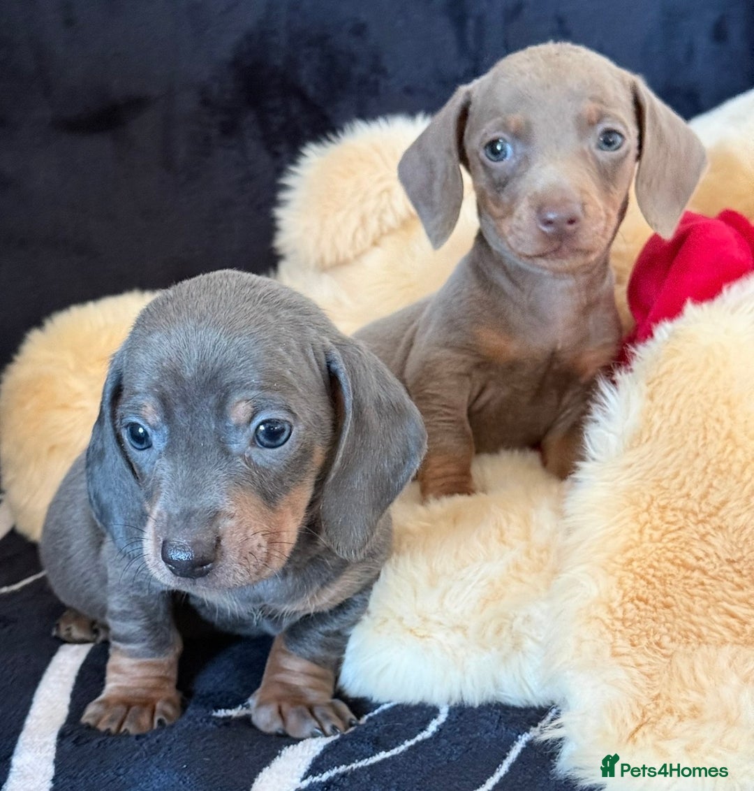 Miniature Dachshund dogs for sale: Beautiful Dachshund Puppies (Males) - Advert 5