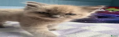 Ragdoll 2