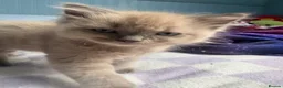 Ragdoll cats for sale: 2 ragdoll x bsh male kittens  - Advert 3