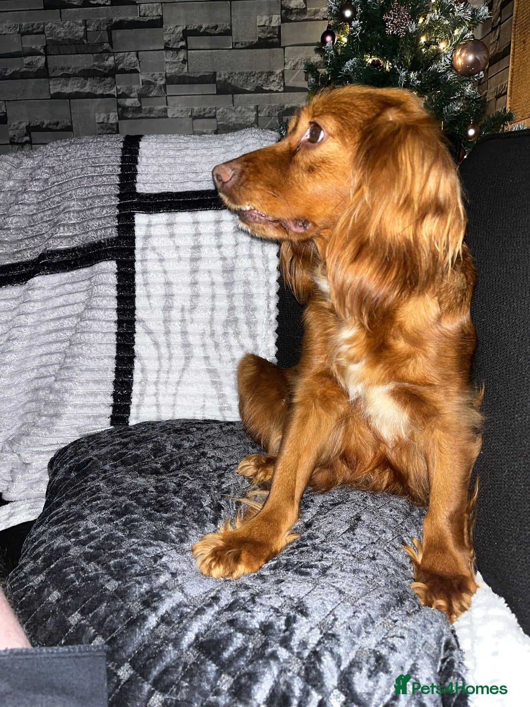 Cocker Spaniel dogs for sale:  cocker spaniel  - Advert 8