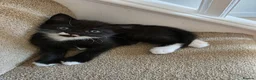 Mixed Breed cats for sale: Black and white male kitten - Advert 9