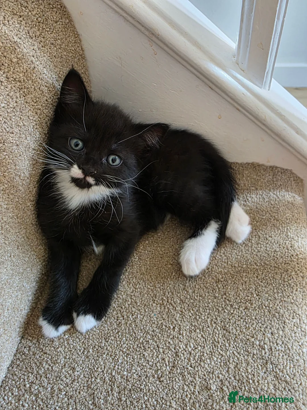 Mixed Breed cats for sale: Black and white male kitten - Advert 9