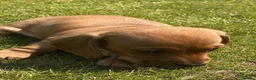 Miniature Dachshund dogs for sale: KC REG Miniature dachshunds. Council licensed in Airdrie - Advert 9