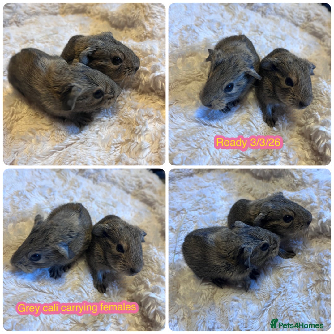 Guinea Pig rodents for sale: Female baby guinea pigs - Advert 1