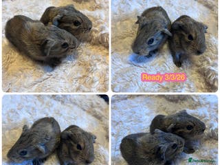 Guinea Pig rodents Female baby guinea pigs - Advert 1