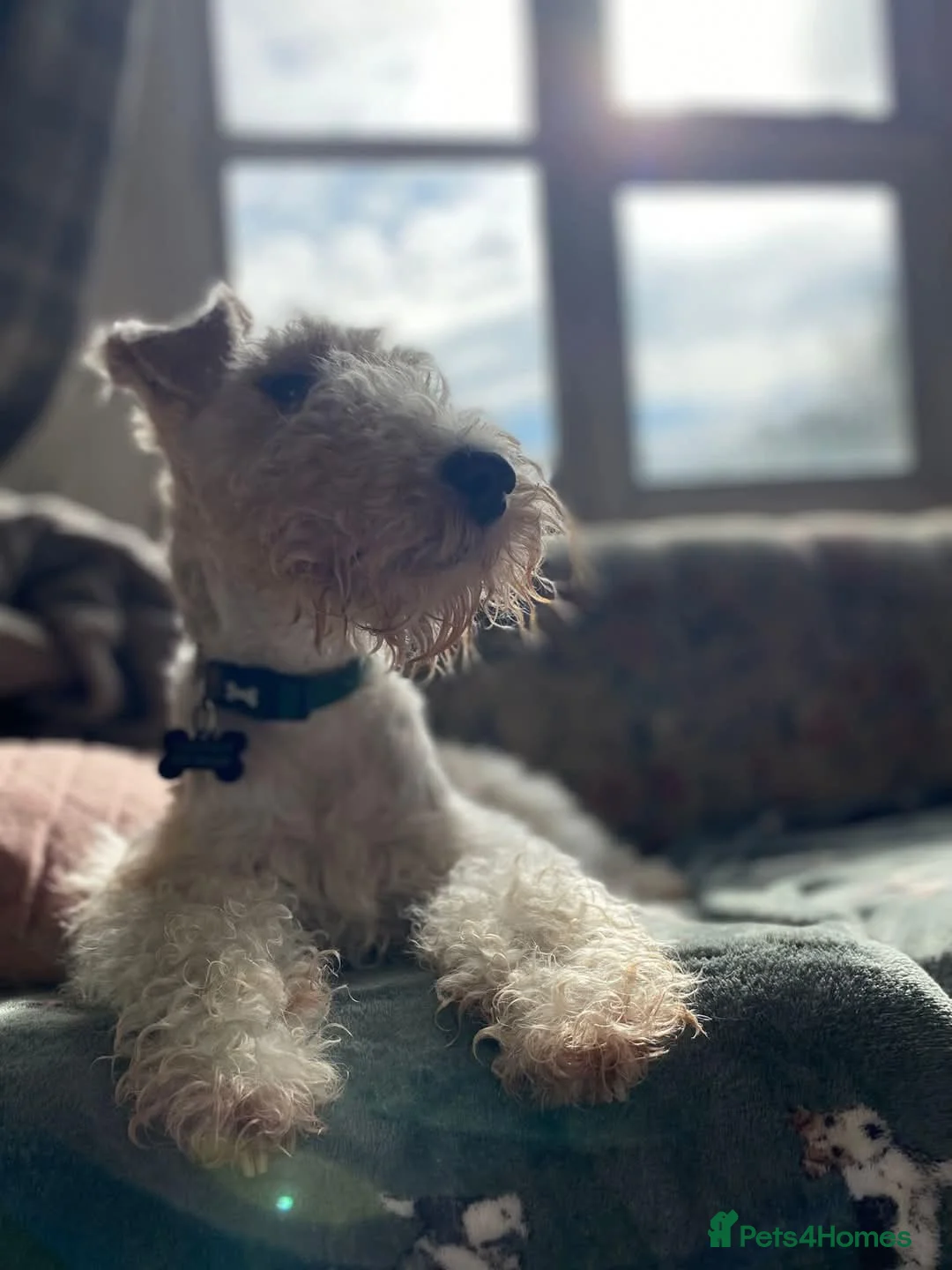 Fox Terrier dogs for sale: Beautiful KC litter of ( 3 boys )  in Wisbech - Advert 7