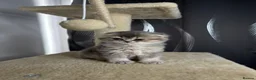 Scottish Fold cats for sale: Adorable Scottish Fold Kittens for Loving Homes in Ross-on-Wye - Advert 13