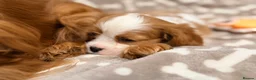 Cavalier King Charles Spaniel dogs for sale: Quality KC reg puppies from Health Tested Parents - Advert 3
