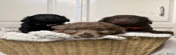 Labradoodle dogs for sale: Adorable labradoodle puppies  - Advert 2