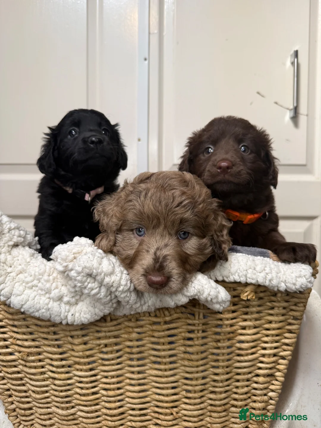Labradoodle dogs for sale: Adorable labradoodle puppies  - Advert 2