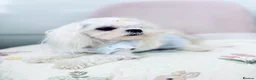 Maltese dogs for sale: ✨Exceptional Full Korean Maltese Puppies✨ - Advert 5