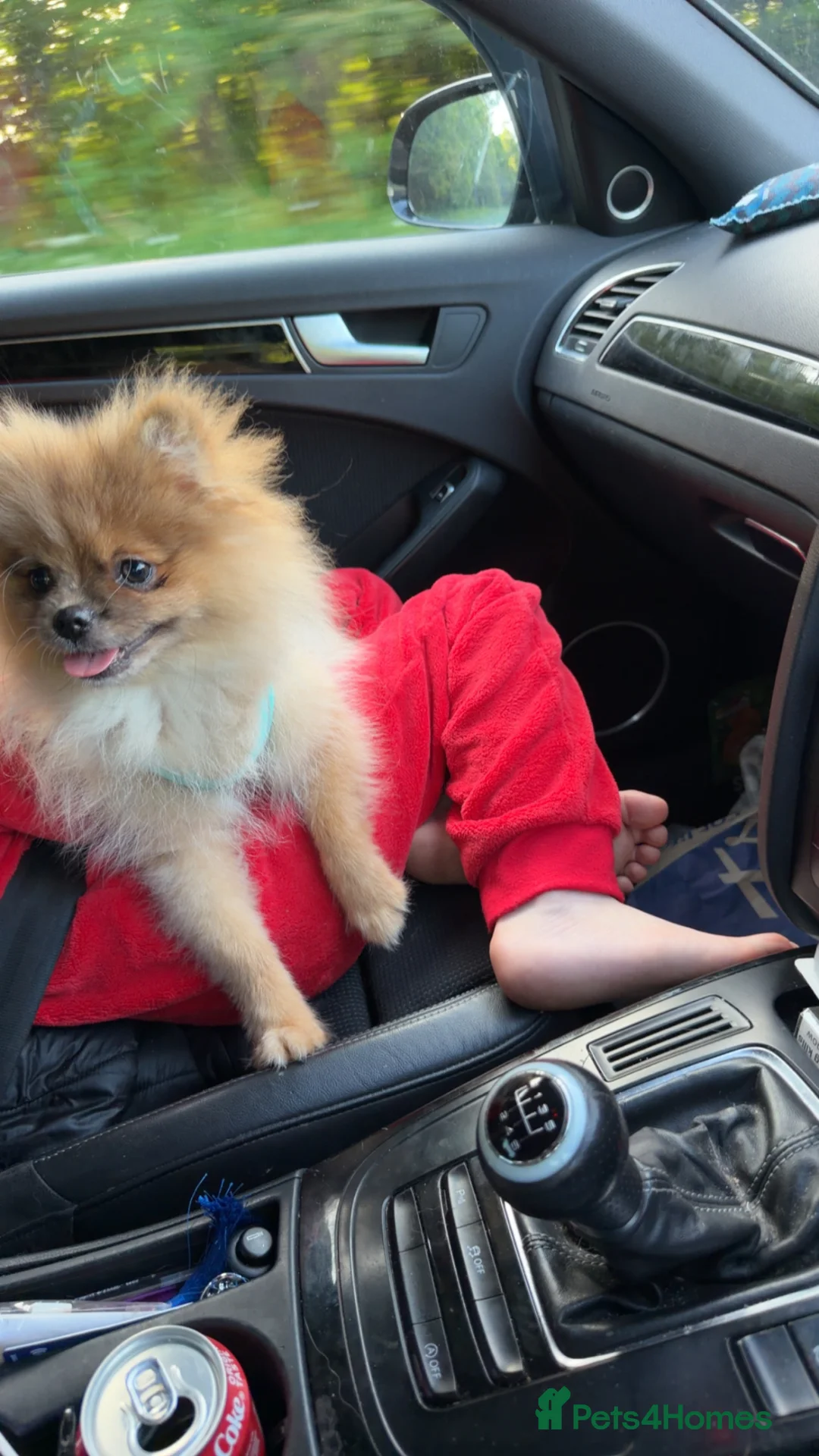 Pomeranian dogs for sale: Pomeranian puppy 💙 in Gateshead - Advert 2