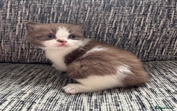 British Shorthair cats for sale: Beautiful British Shorthair Registered Kittens  - Image 3