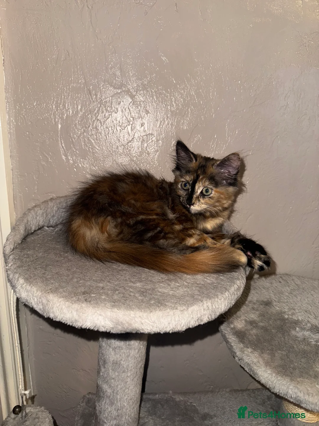 Mixed Breed cats for sale: Playful 10month old cat - Advert 3