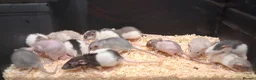 Rat rodents for sale: Baby Dumbo Rats - Advert 8