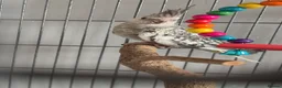 Cockatiels birds for sale: 2 male cockatiels for sale  in Chester - Advert 3