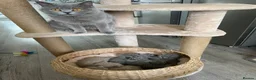 British Shorthair cats for sale: Ready now - Advert 1