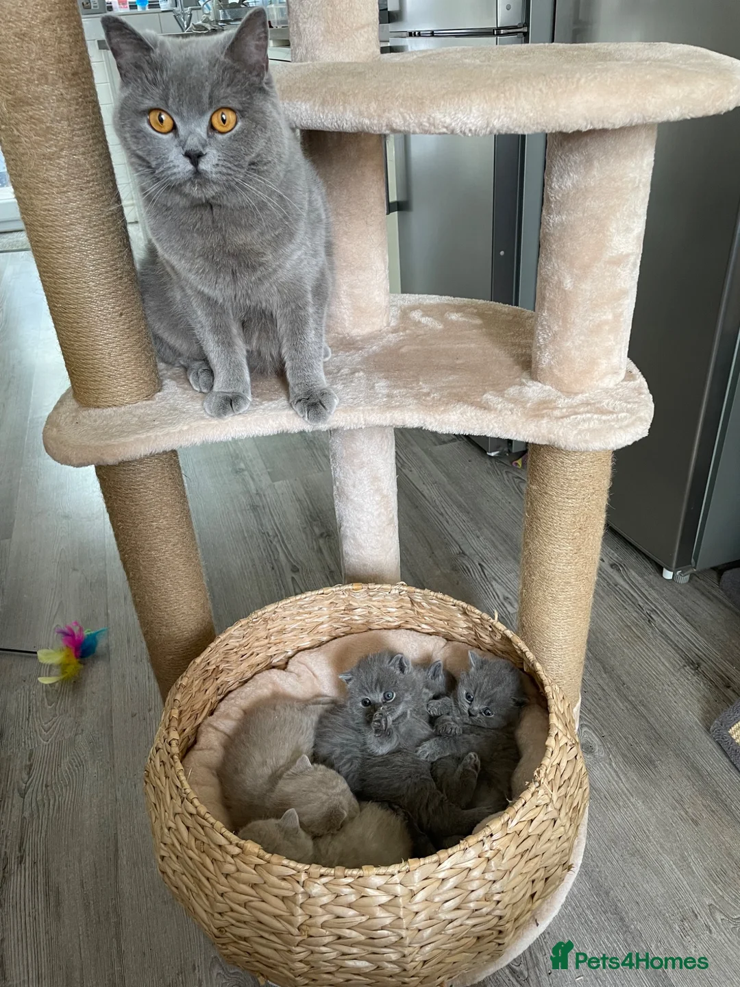 British Shorthair cats for sale: Ready now - Advert 1