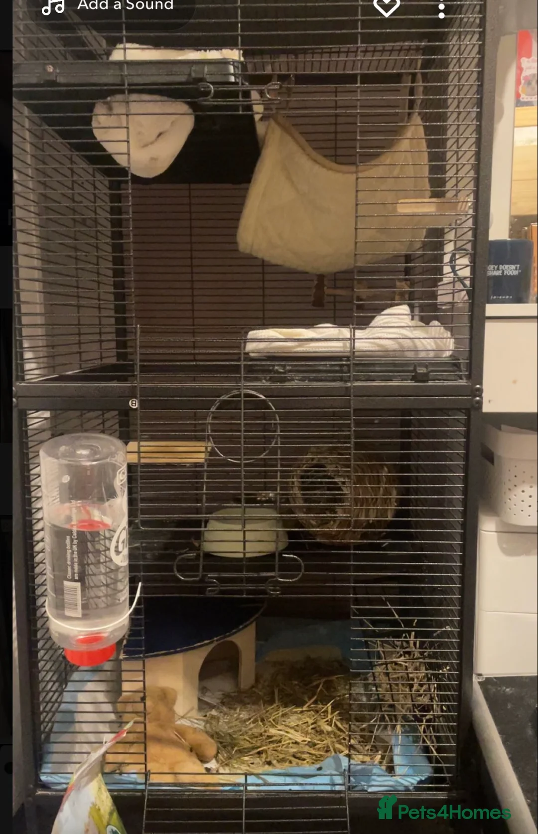 Chinchilla rodents for sale: Chinchilla  - Advert 6